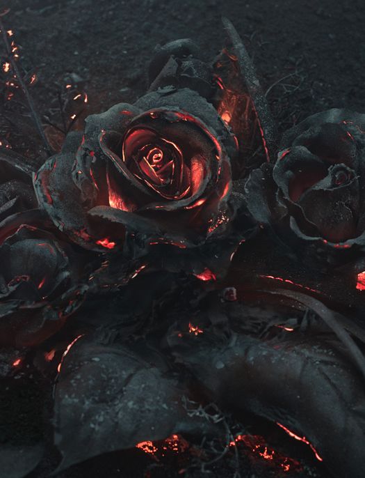 burnt rose